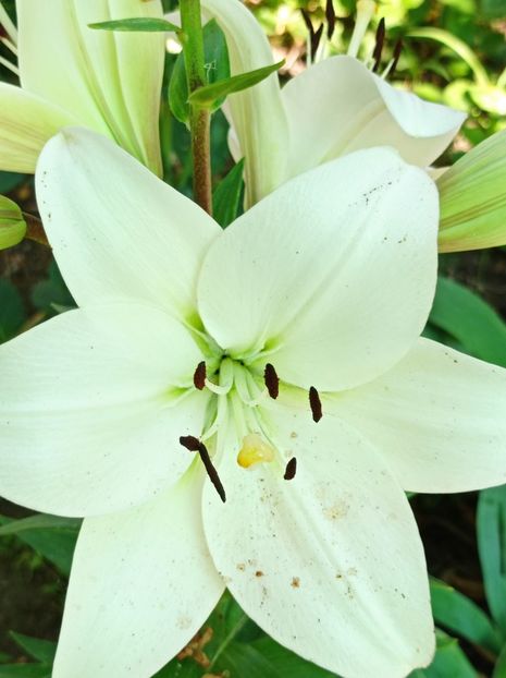  - dragostea  de natura