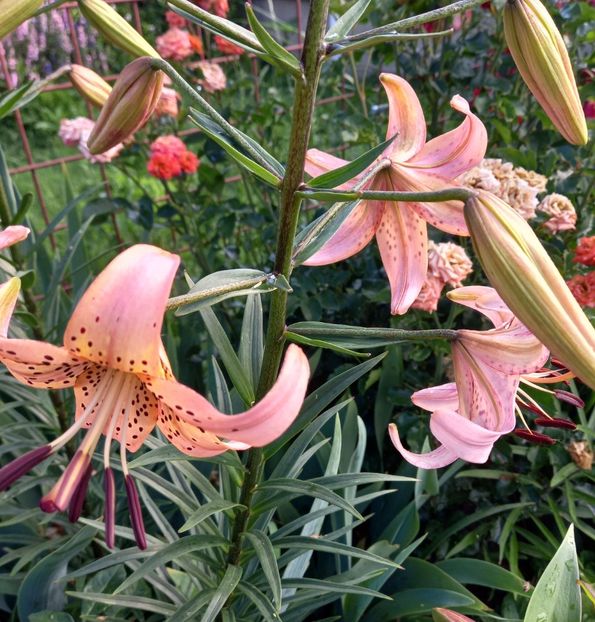  - Sub tutela soarelui