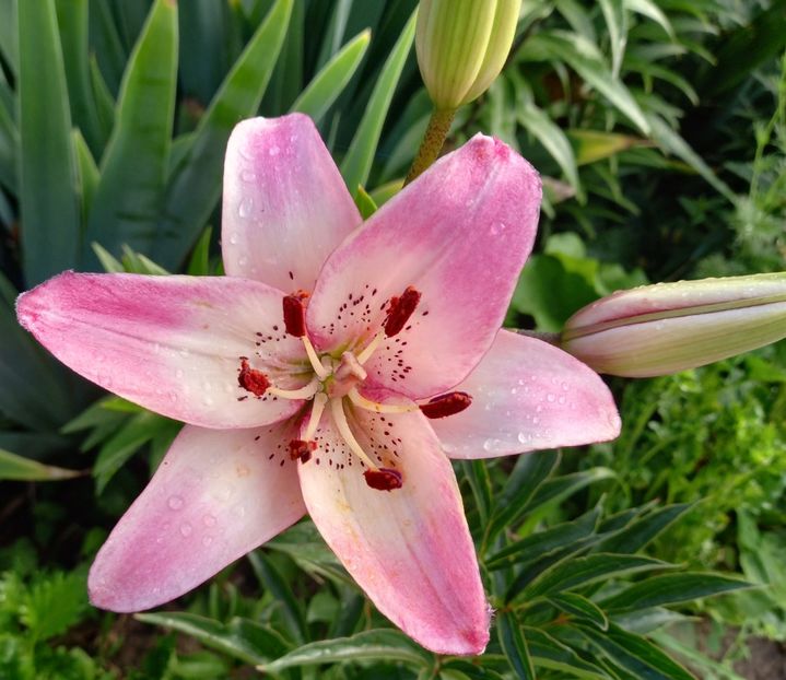  - Sub tutela soarelui