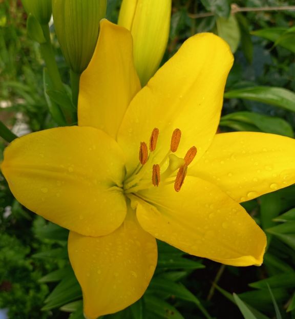  - Sub tutela soarelui