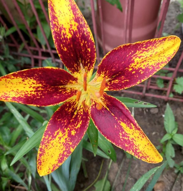  - Sub tutela soarelui