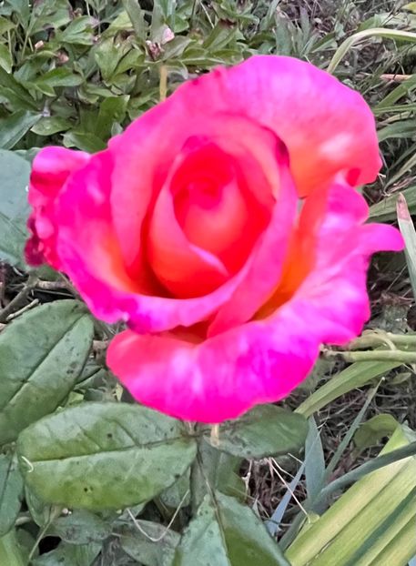 0AC61AF1-D68F-433C-959D-E8D9AF5D0EF3 - Trandafiri 2022 2