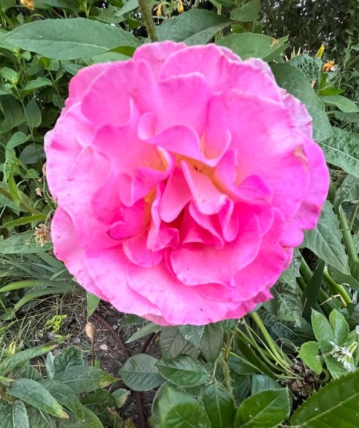 B97FD5BA-D358-4C13-B26C-543105564D81 - Trandafiri 2022 2