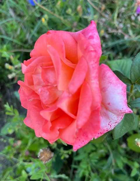 De waldheim - Trandafiri 2022 2