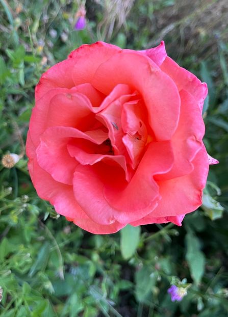 36EF3F1D-8383-4504-AC05-ED8EBB2DEAE5 - Trandafiri 2022 2