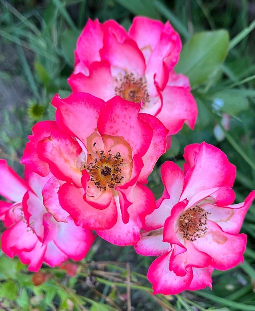 Betty boop - Trandafiri 2022 2