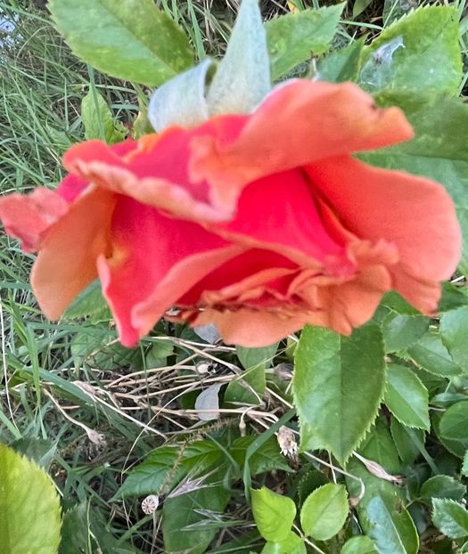 DFFAD52B-435D-4E0B-9C99-1ECC1C6F4D88 - Trandafiri 2022 2