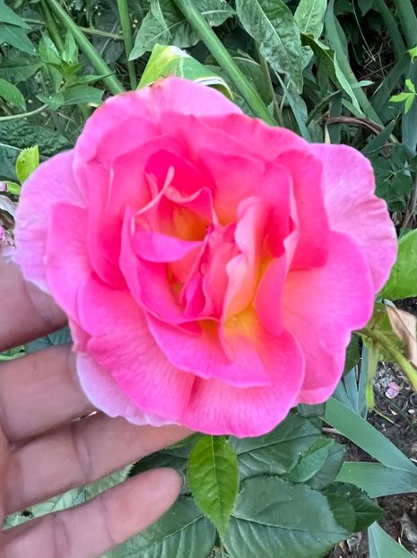 013B89A0-F5EB-44AD-9497-8C0878AF171B - Trandafiri 2022 2