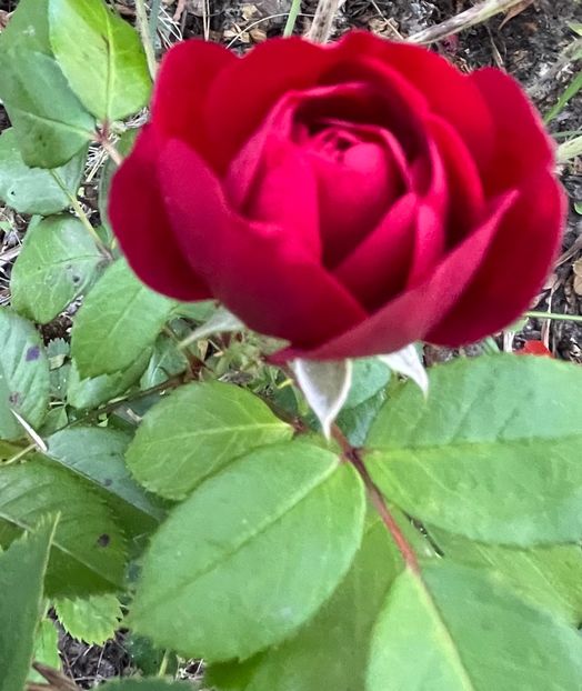 8A972F78-1513-490C-A539-64F9C8EDBEC6 - Trandafiri 2022 2