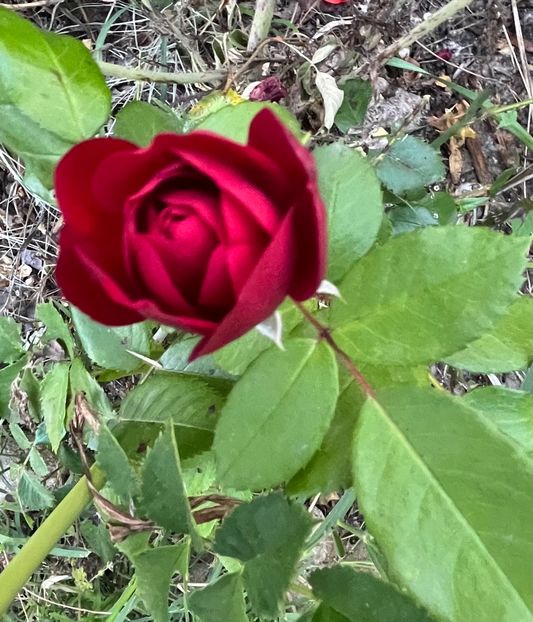 149A451E-E31B-4568-A390-52DF0FEA0178 - Trandafiri 2022 2