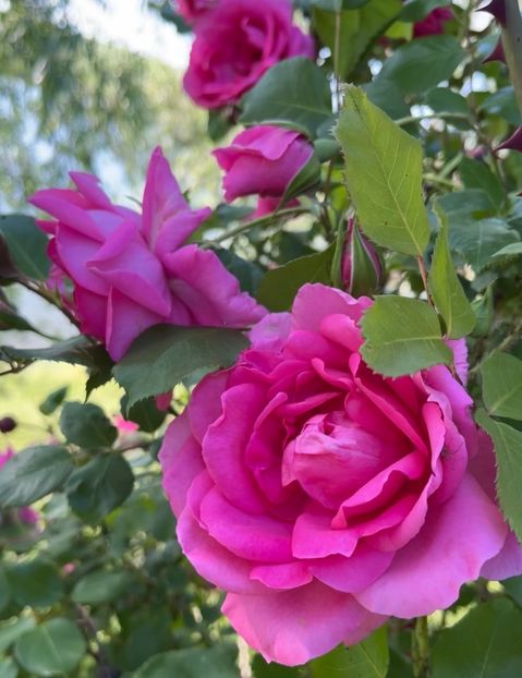 73824017-E43A-4DB6-878F-02E32799BCEA - Trandafiri 2022 2