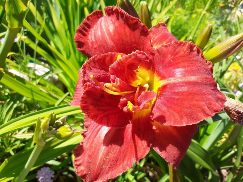  - Hemerocallis 2022