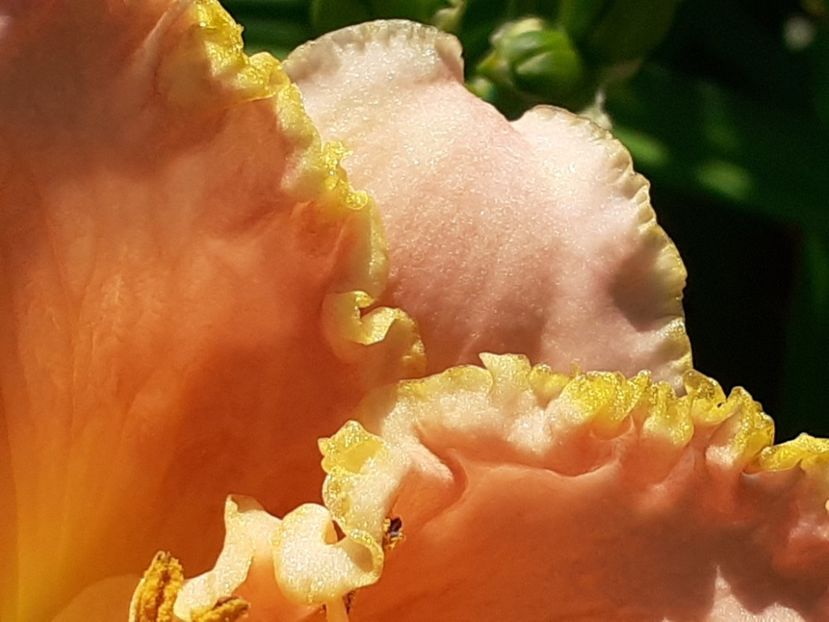  - Hemerocallis 2022
