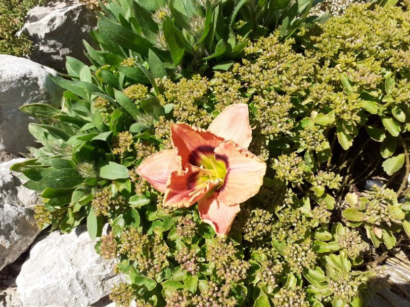  - Hemerocallis 2022