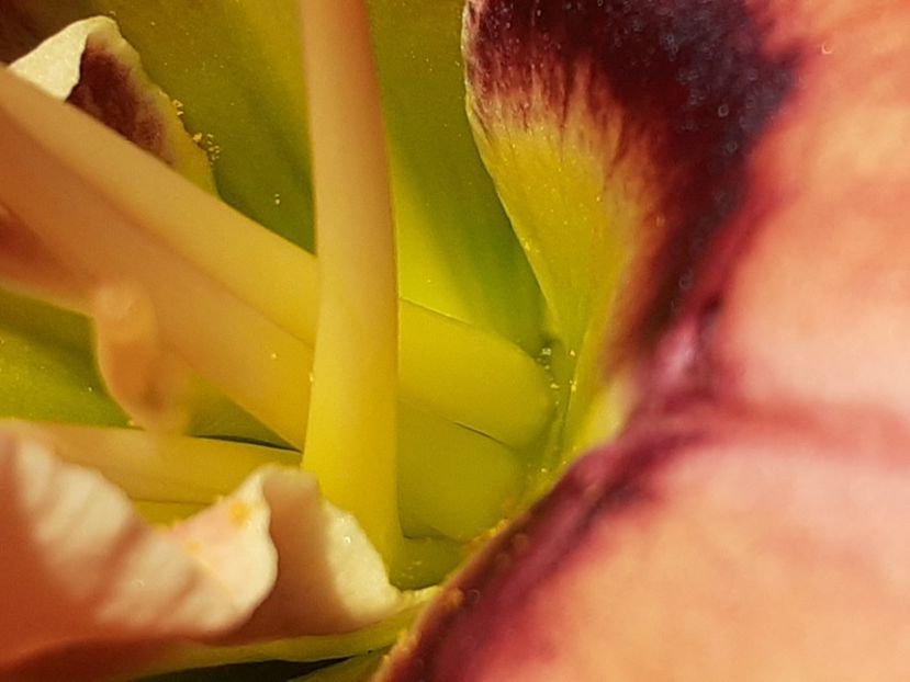  - Hemerocallis 2022