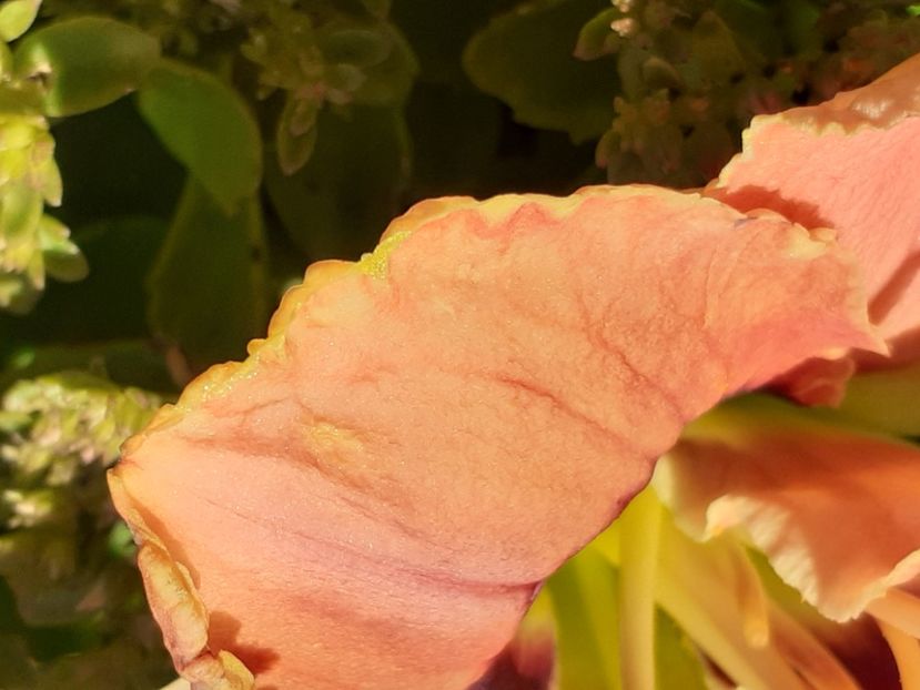  - Hemerocallis 2022