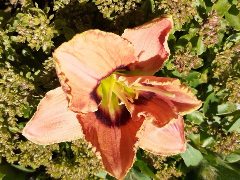 No no nannete - Hemerocallis 2022