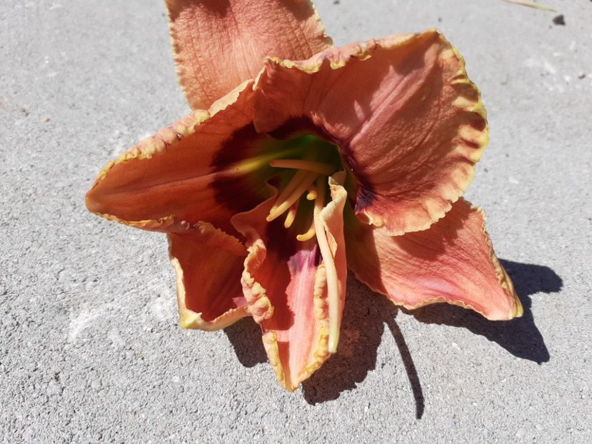  - Hemerocallis 2022