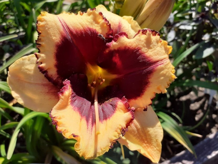  - Hemerocallis 2022