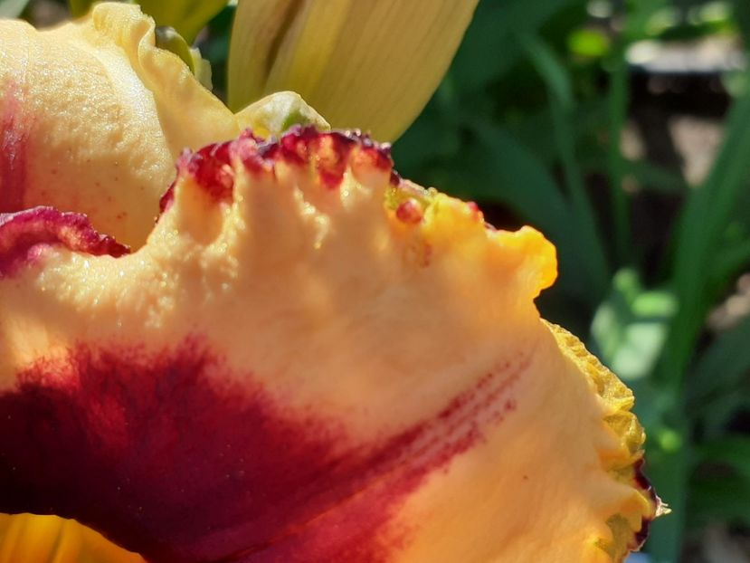  - Hemerocallis 2022