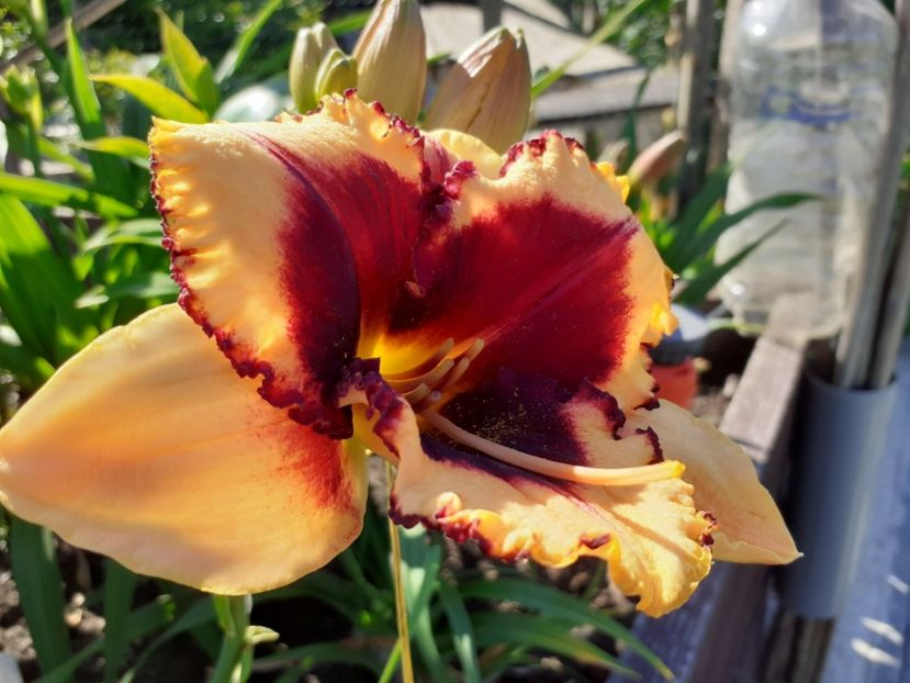  - Hemerocallis 2022