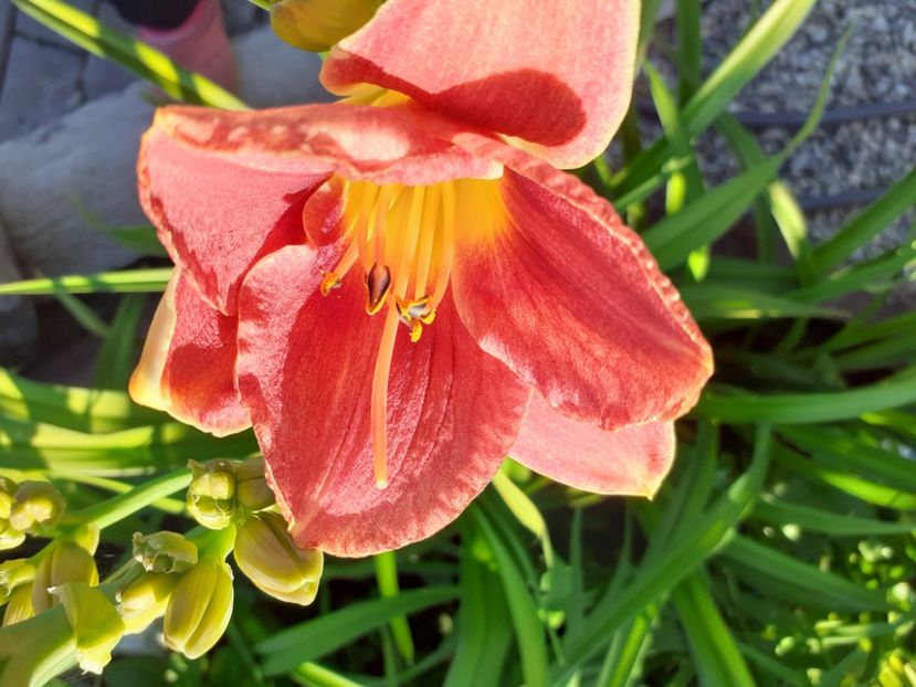  - Hemerocallis 2022
