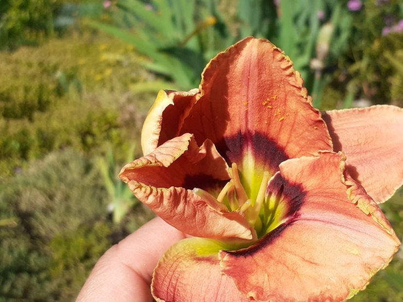  - Hemerocallis 2022