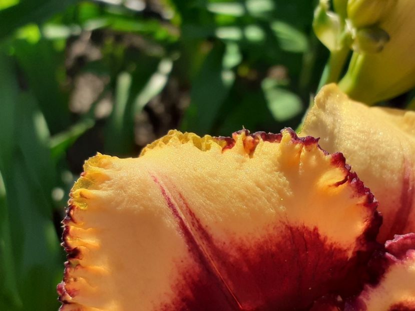  - Hemerocallis 2022