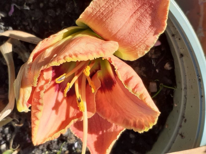  - Hemerocallis 2022