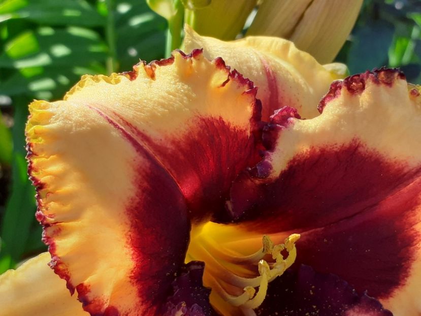  - Hemerocallis 2022
