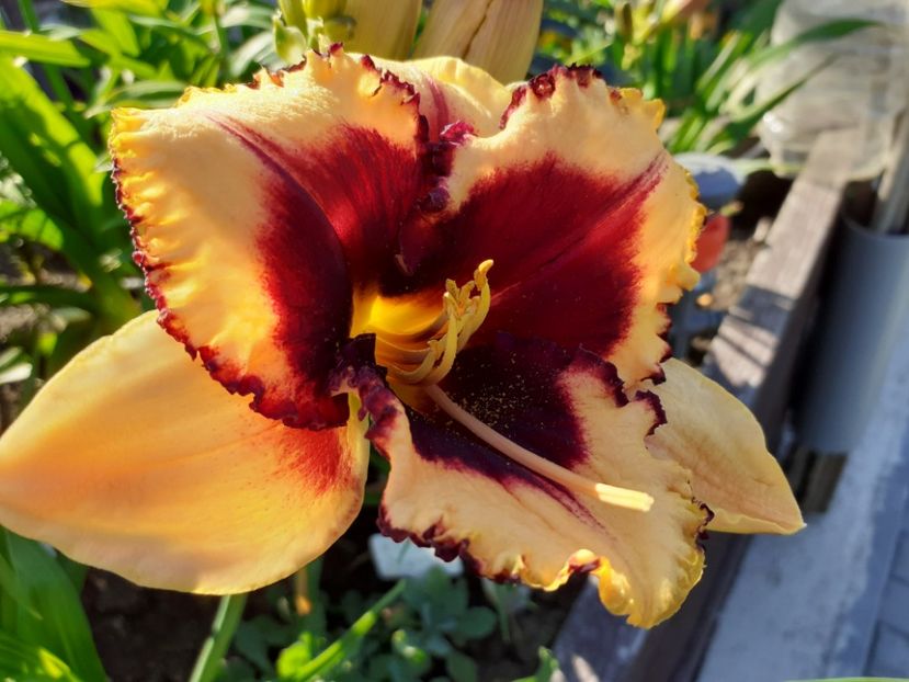  - Hemerocallis 2022