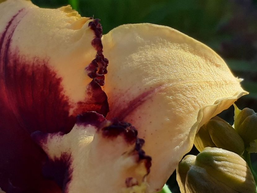  - Hemerocallis 2022
