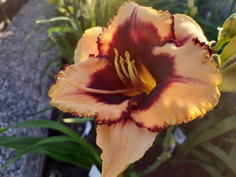  - Hemerocallis 2022