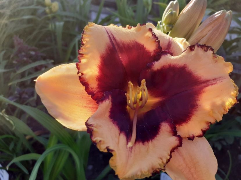 Eye on America - Hemerocallis 2022