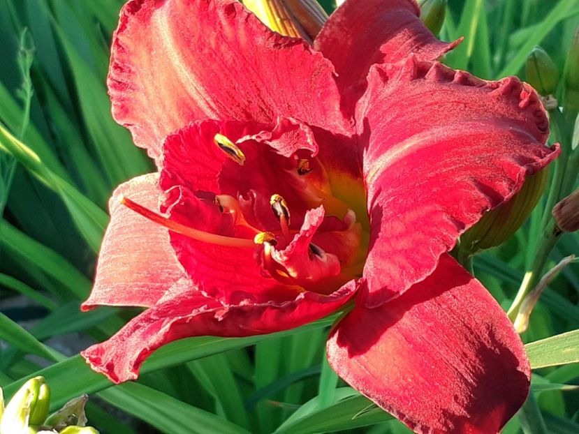  - Hemerocallis 2022