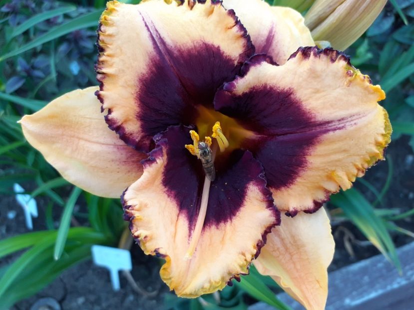  - Hemerocallis 2022