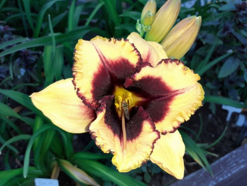  - Hemerocallis 2022