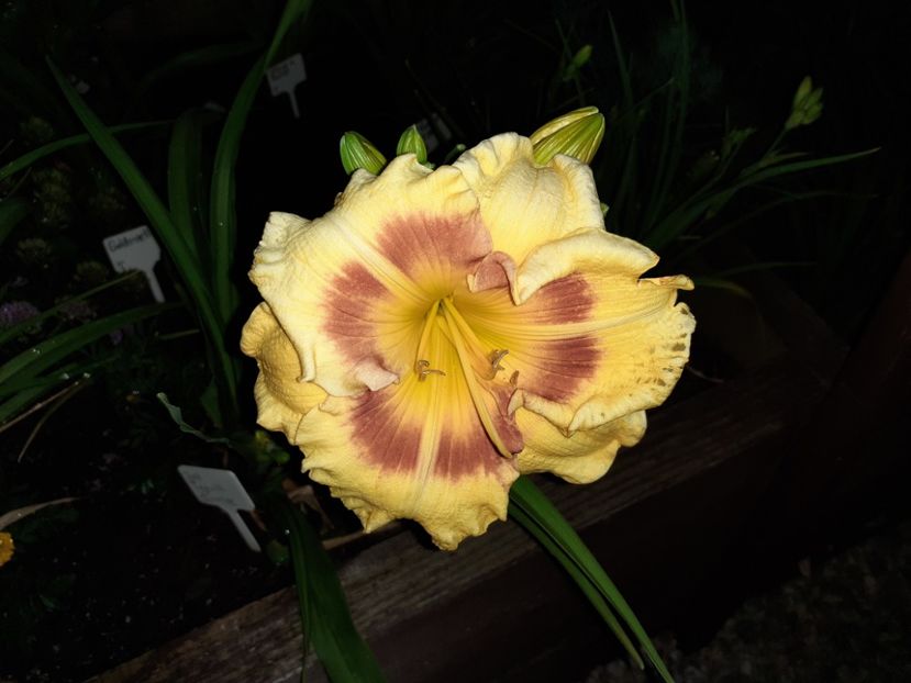 Jedi tequila sunrise - Hemerocallis 2022