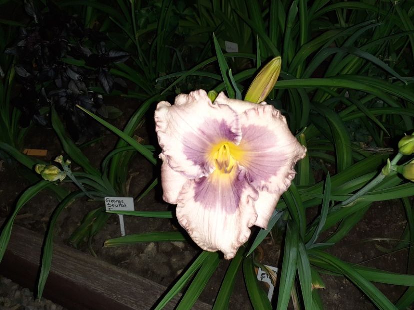 Orchid elegance - Hemerocallis 2022