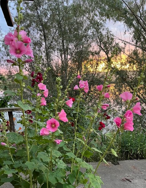 4FED4B4A-C92A-4F56-9C73-DE7064BC804A - Apus  de soare