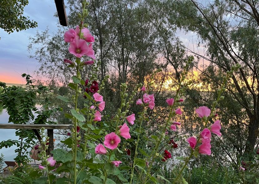 A9C28B12-753A-4996-BC18-621BC1D67101 - Apus  de soare