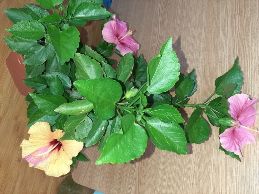  - Florile mele în iunie 2022