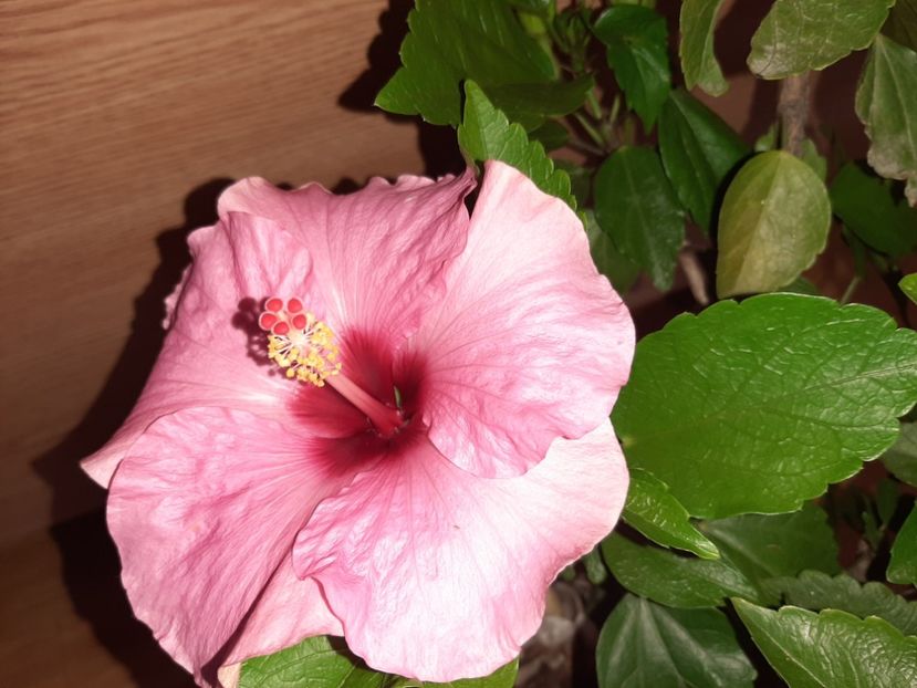  - Florile mele în iunie 2022