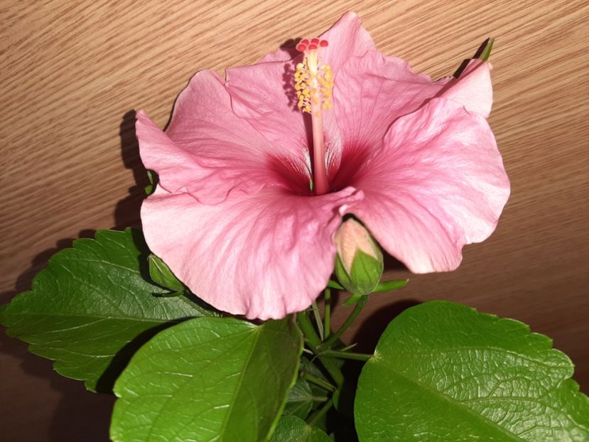  - Florile mele în iunie 2022