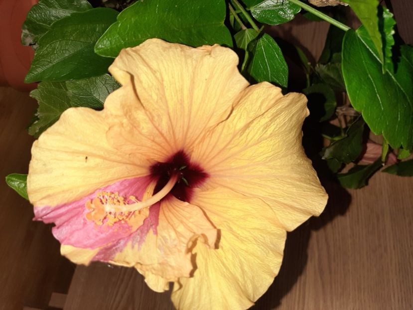  - Florile mele în iunie 2022