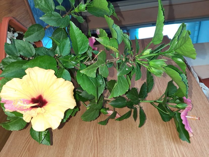  - Florile mele în iunie 2022