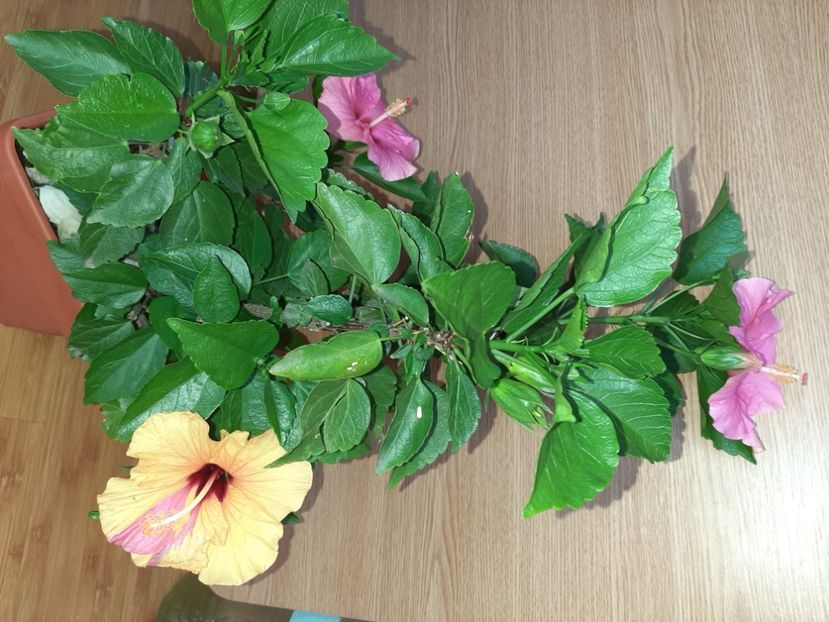  - Florile mele în iunie 2022