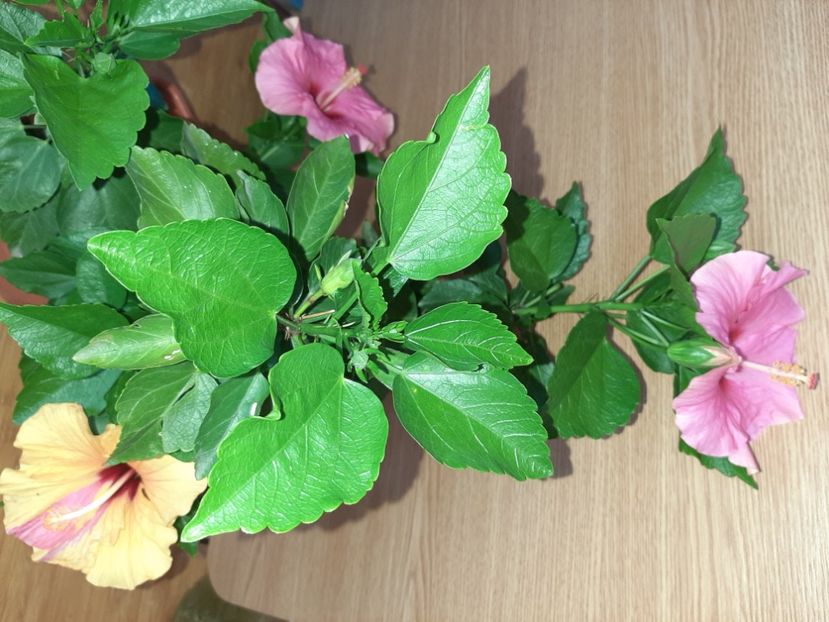  - Florile mele în iunie 2022