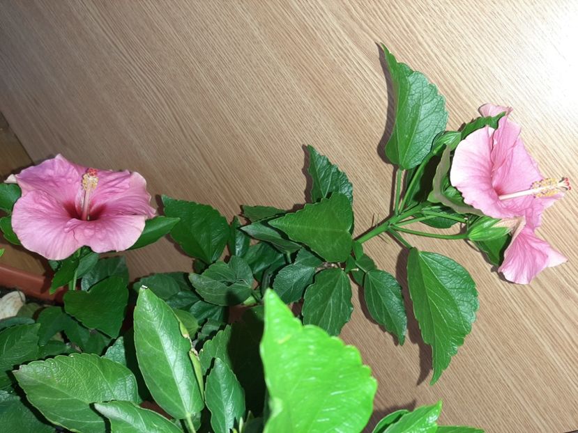  - Florile mele în iunie 2022