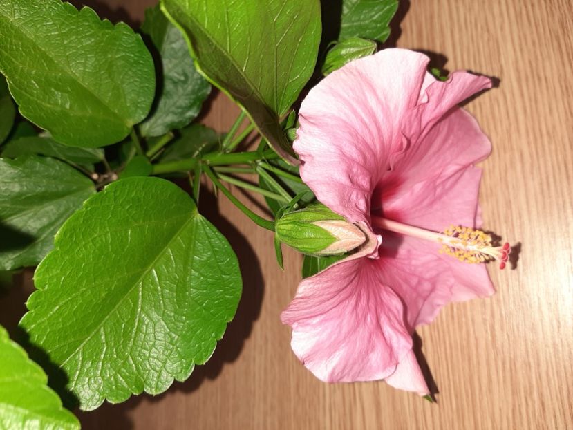  - Florile mele în iunie 2022